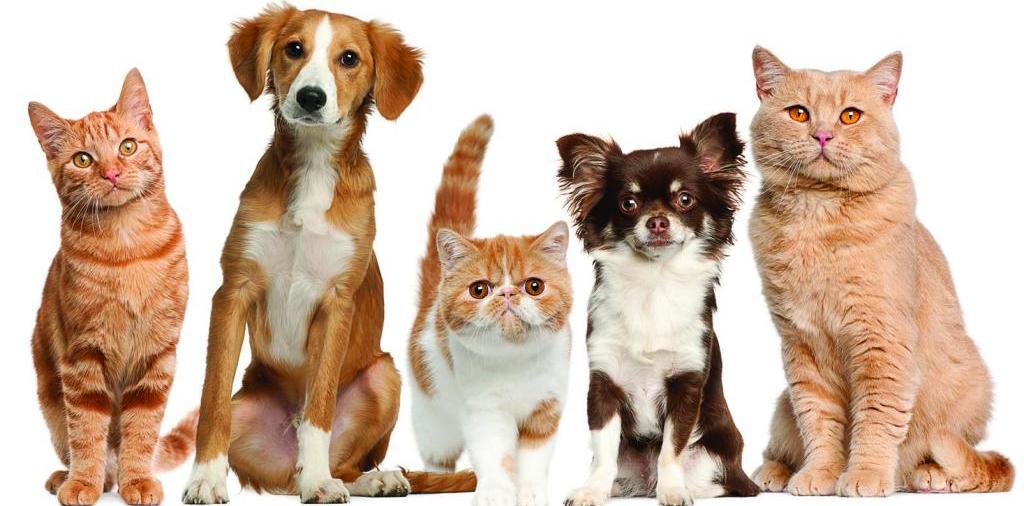 Доска объявлений о животных | ЗооТом - продажа, вязка и услуги для животных в Красногвардейском