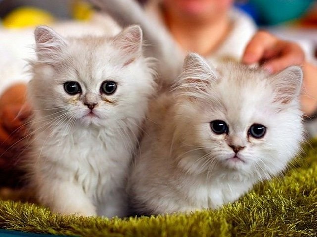 Породы кошек в Красногвардейском | ЗооТом портал о животных