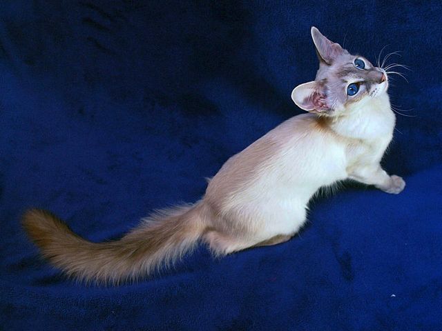 Выведенные породы кошек в Красногвардейском | ЗооТом портал о животных