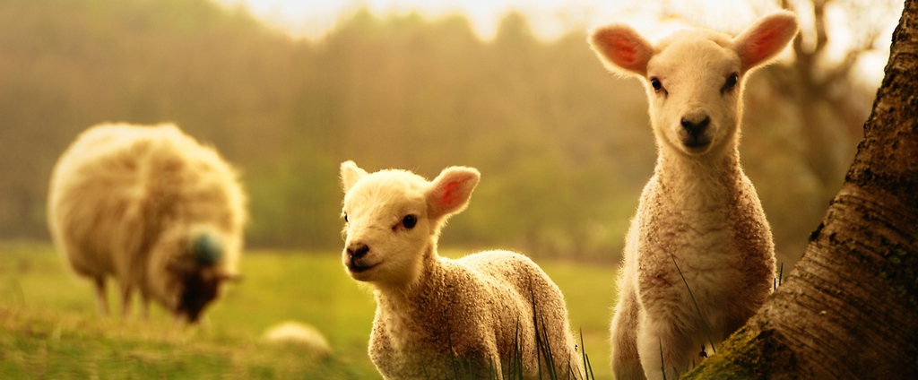 Объявления о сельскохозяйственных животных | ЗооТом - продажа, вязка и услуги для животных в Красногвардейском