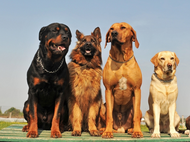 Крупные породы собак в Красногвардейском | ЗооТом портал о животных
