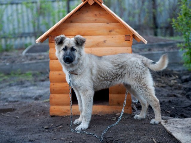 Все о собаках в Красногвардейском